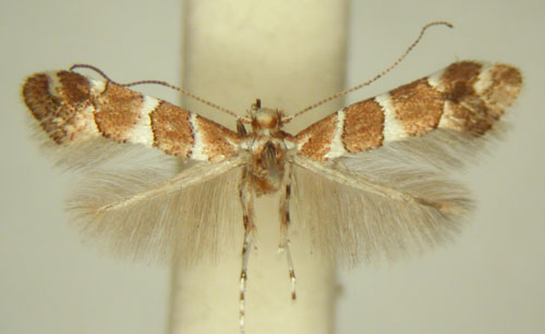 /filer/webapps/moths_gc/media/images/H/hibiscina_Phyllonorycter_HT_TMSA6403.jpg