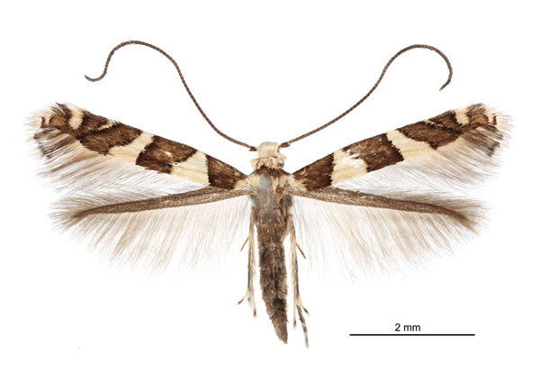 /filer/webapps/moths_gc/media/images/H/hibiscivora_Telamoptilia_HT_Davis-et-Davis_2017_2.jpg