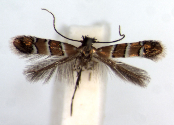 /filer/webapps/moths_gc/media/images/H/hibiscola_Phyllonorycter_PT_RMCA.jpg