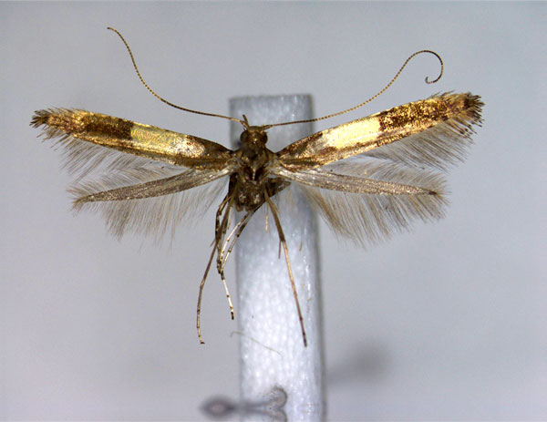 /filer/webapps/moths_gc/media/images/H/hidakensis_Caloptilia_A_EIHU.jpg