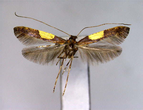 /filer/webapps/moths_gc/media/images/H/hidakensis_Caloptilia_A_EIHU_2.jpg