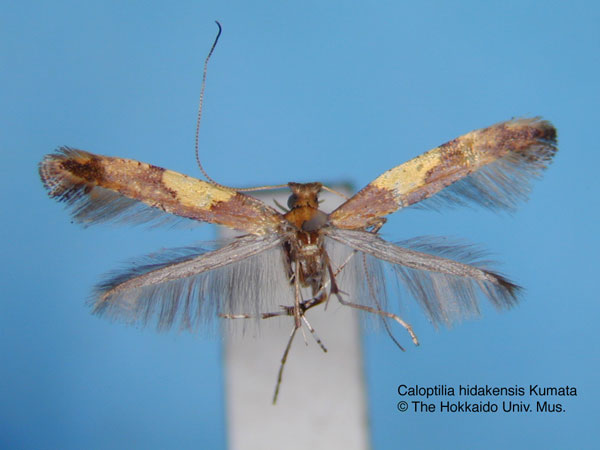 /filer/webapps/moths_gc/media/images/H/hidakensis_Caloptilia_HT_EIHU.jpg