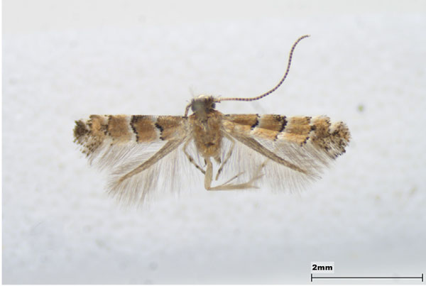 /filer/webapps/moths_gc/media/images/H/hikomonticola_Neolithocolletis_male_Lee-et-Jeun_2022.jpg