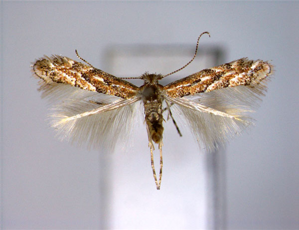 /filer/webapps/moths_gc/media/images/H/hikosana_Phyllonorycter_A_EIHU.jpg