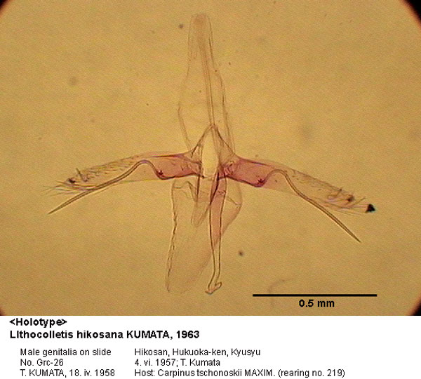 /filer/webapps/moths_gc/media/images/H/hikosana_Phyllonorycter_GM_HT_26_EIHU.jpg