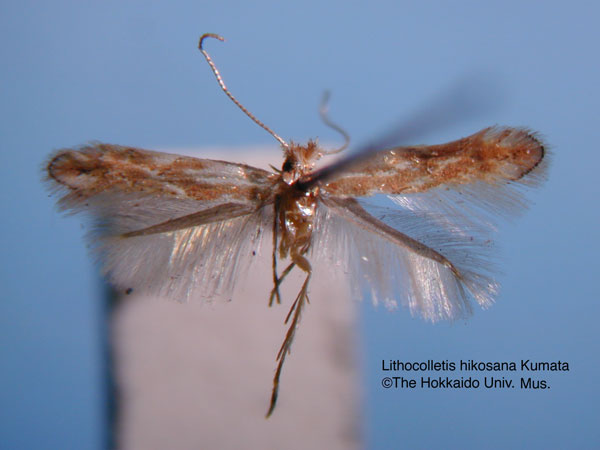 /filer/webapps/moths_gc/media/images/H/hikosana_Phyllonorycter_HT_EIHU.jpg