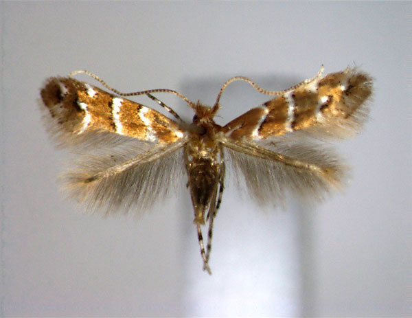 /filer/webapps/moths_gc/media/images/H/hikosanensis_Cameraria_A_EIHU.jpg