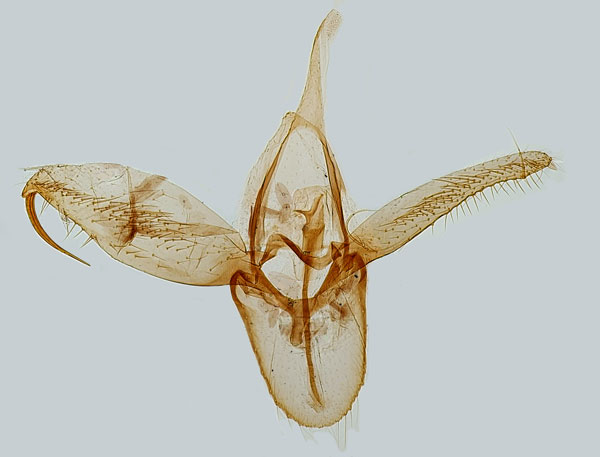 /filer/webapps/moths_gc/media/images/H/hilarella_Phyllonorycter_GM_Hall.jpg