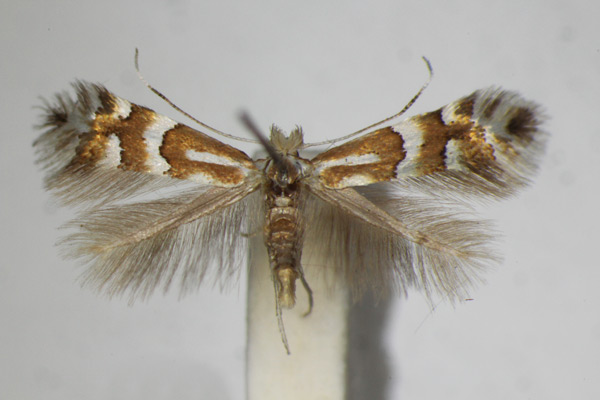 /filer/webapps/moths_gc/media/images/H/hilariella_spinolella_Phyllonorycter_A_ZSM.jpg