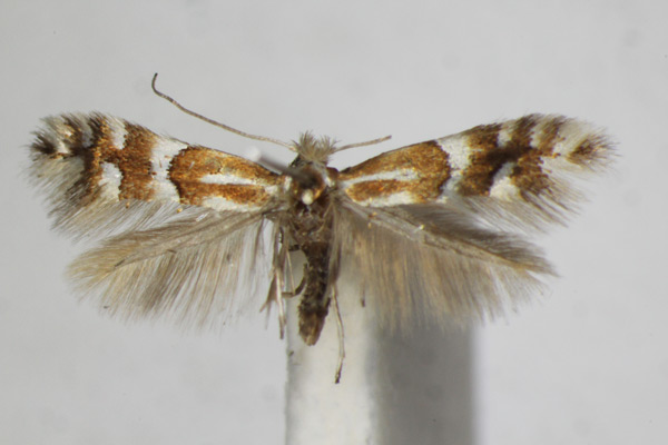 /filer/webapps/moths_gc/media/images/H/hilariella_spinolella_Phyllonorycter_A_ZSM_2.jpg