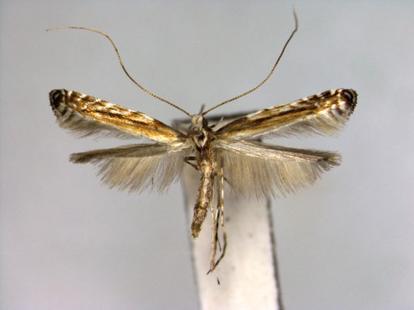 /filer/webapps/moths_gc/media/images/H/himalaica_Artifodina_PT_EIHU.jpg