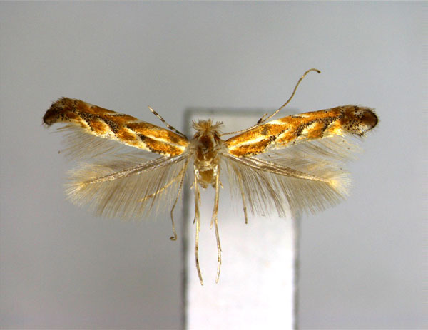 /filer/webapps/moths_gc/media/images/H/himalayana_Phyllonorycter_A_EIHU.jpg