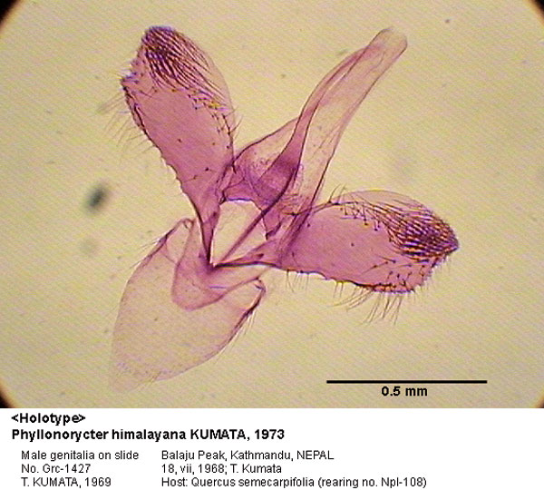 /filer/webapps/moths_gc/media/images/H/himalayana_Phyllonorycter_GM_HT_1427_EIHU.jpg