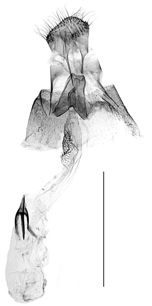 /filer/webapps/moths_gc/media/images/H/hiranoi_Eumetriochroa_GF_Bai-et-al_2016_146.jpg