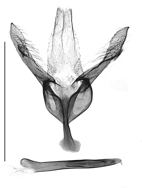/filer/webapps/moths_gc/media/images/H/hiranoi_Eumetriochroa_GM_Bai-et-al_2016_144.jpg