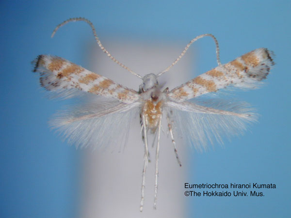 /filer/webapps/moths_gc/media/images/H/hiranoi_Eumetriochroa_HT_EIHU.jpg