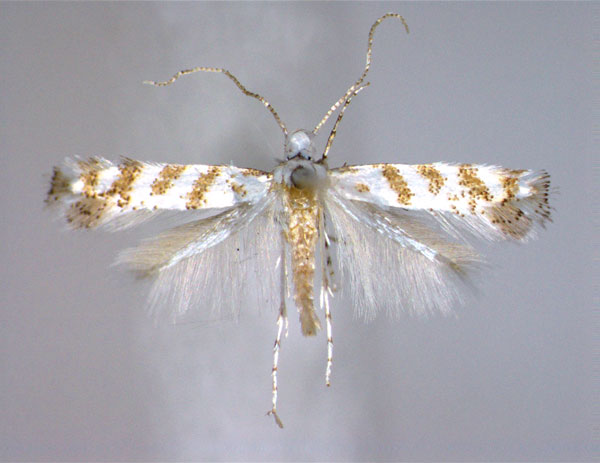 /filer/webapps/moths_gc/media/images/H/hiranoi_Eumetriochroa_PT_EIHU.jpg