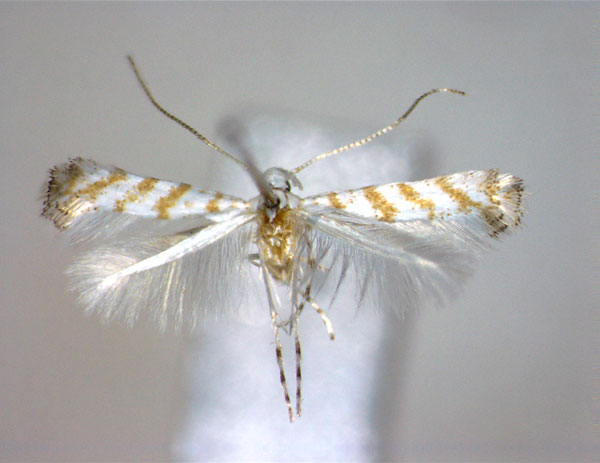 /filer/webapps/moths_gc/media/images/H/hiranoi_Eumetriochroa_PT_EIHU_2.jpg