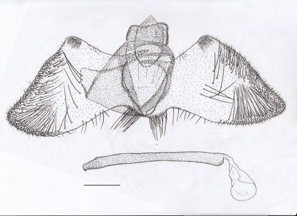 /filer/webapps/moths_gc/media/images/H/hobohmi_Pareclectis_GM_ZMHB.jpg