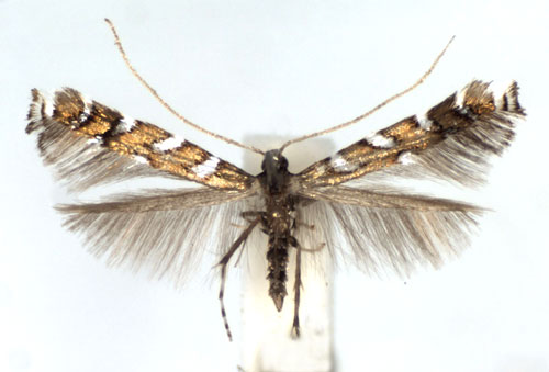 /filer/webapps/moths_gc/media/images/H/hofmanniella_Sauterina_A_WJDP.jpg