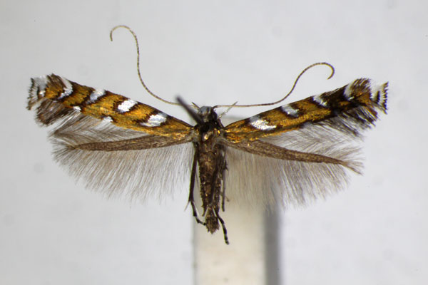 /filer/webapps/moths_gc/media/images/H/hofmanniella_Sauterina_A_ZSM_3.jpg