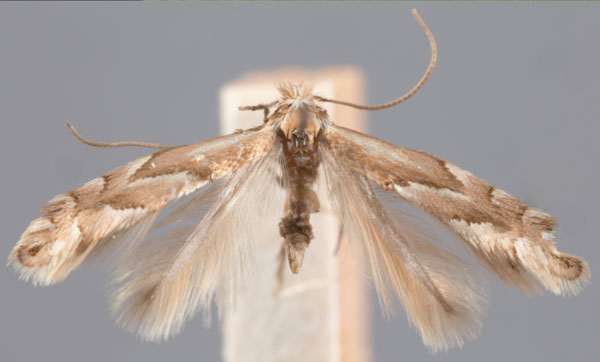 /filer/webapps/moths_gc/media/images/H/holodisci_Phyllonorycter_HT_ANSP.jpg