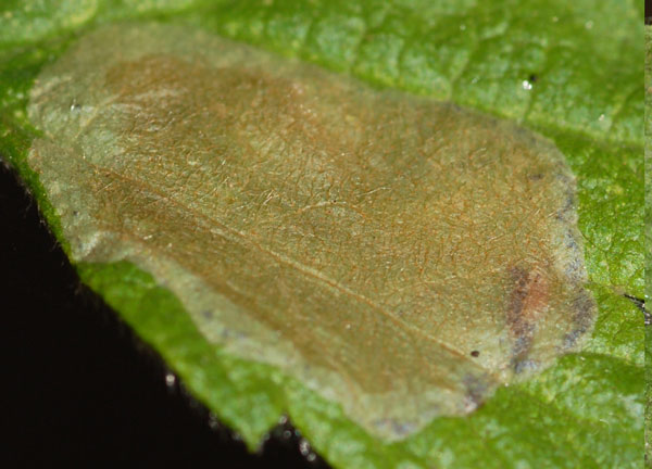 /filer/webapps/moths_gc/media/images/H/holodisci_Phyllonorycter_mine_Eiseman-et-Davis_2020_218.jpg