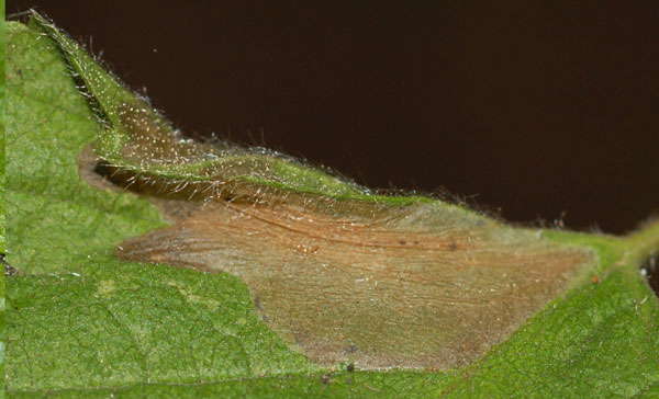 /filer/webapps/moths_gc/media/images/H/holodisci_Phyllonorycter_mine_Eiseman-et-Davis_2020_218_2.jpg