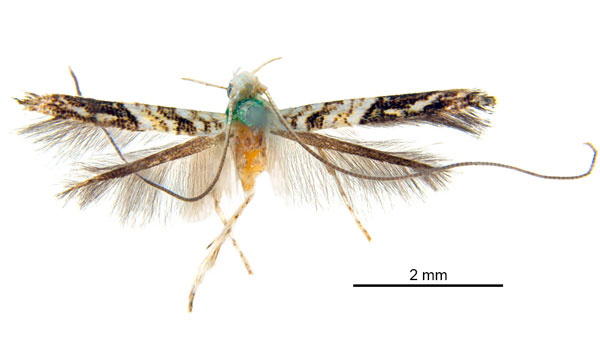 /filer/webapps/moths_gc/media/images/H/holoteles_Cuphodes_HT_ANIC.jpg