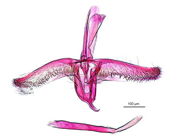 /filer/webapps/moths_gc/media/images/H/holoteles_Cuphodes_PT_GM_ANIC.jpg