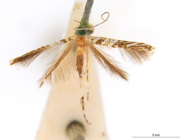 /filer/webapps/moths_gc/media/images/H/holoteles_Cuphodes_PT_NULT022746_ANIC.jpg