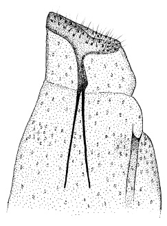/filer/webapps/moths_gc/media/images/H/homotropha_Porphyrosela_GF_DePrins.jpg