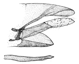 /filer/webapps/moths_gc/media/images/H/homotropha_Porphyrosela_GM_DePrins.jpg