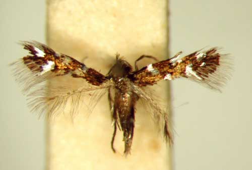 /filer/webapps/moths_gc/media/images/H/homotropha_Porphyrosela_PT_TMSA4786.jpg