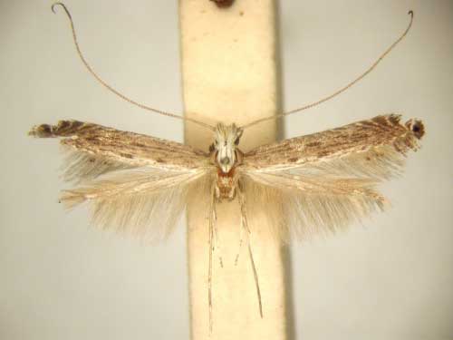 /filer/webapps/moths_gc/media/images/H/homotypa_Pleiomorpha_PT_TMSA6100.jpg