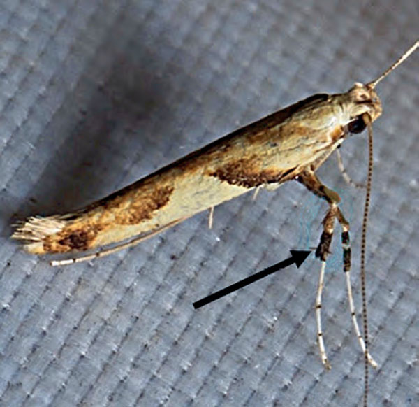 /filer/webapps/moths_gc/media/images/H/honoratella_Caloptilia_A_Bengtsson_2026_24.jpg