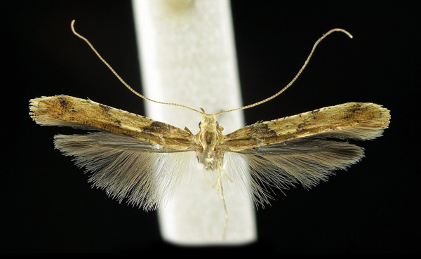 /filer/webapps/moths_gc/media/images/H/honoratella_Caloptilia_A_Prick-et-al_2017_245.jpg