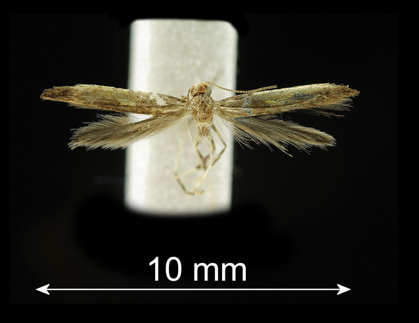 /filer/webapps/moths_gc/media/images/H/honoratella_Caloptilia_A_Prick-et-al_2017_245_female.jpg