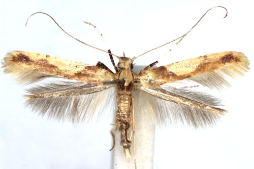 /filer/webapps/moths_gc/media/images/H/honoratella_Caloptilia_A_WJDP.jpg