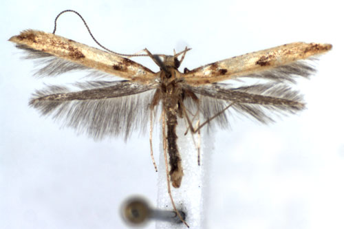 /filer/webapps/moths_gc/media/images/H/honoratella_Caloptilia_A_WJDP_2.jpg