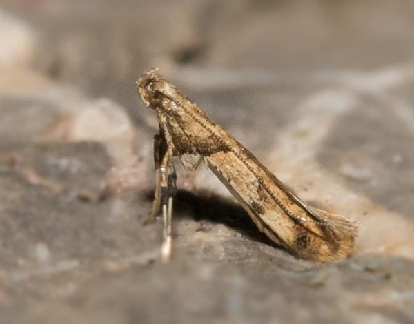 /filer/webapps/moths_gc/media/images/H/honoratella_Caloptilia_A_Wullaert_1919_39_20.jpg