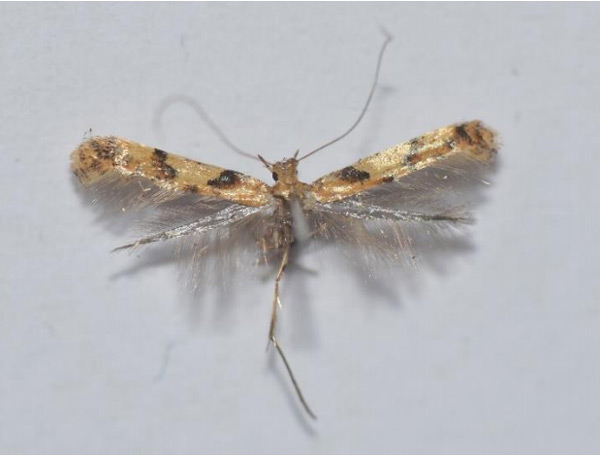 /filer/webapps/moths_gc/media/images/H/honoratella_Caloptilia_A_Wullaert_2019_39.jpg