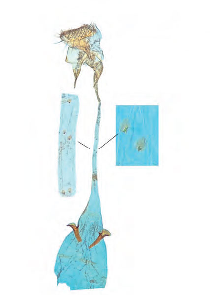 /filer/webapps/moths_gc/media/images/H/honoratella_Caloptilia_GF_Bengtsson_2026_24.jpg