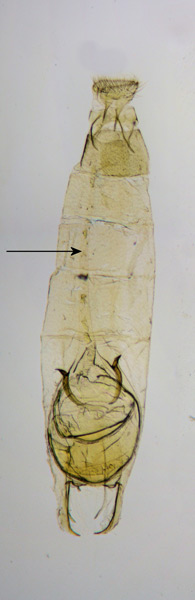 /filer/webapps/moths_gc/media/images/H/honoratella_Caloptilia_GF_Prick-et-al_2017_245.jpg