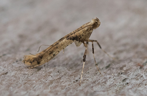 /filer/webapps/moths_gc/media/images/H/honoratella_Caloptilia_Phegea.jpg