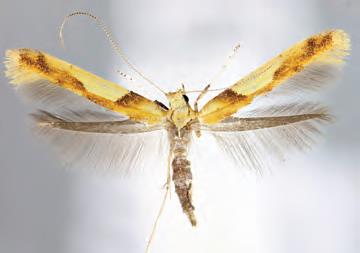 /filer/webapps/moths_gc/media/images/H/honoratella_Caloptilia_Plant_2022_24.jpg