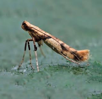 /filer/webapps/moths_gc/media/images/H/honoratella_Caloptilia_Plant_2022_28a.jpg