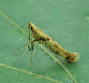 /filer/webapps/moths_gc/media/images/H/honoratella_Caloptilia_Plant_2022_28c.jpg