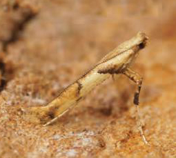 /filer/webapps/moths_gc/media/images/H/honoratella_Caloptilia_Plant_2022_28d.jpg