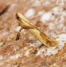 /filer/webapps/moths_gc/media/images/H/honoratella_Caloptilia_Plant_2022_28e.jpg